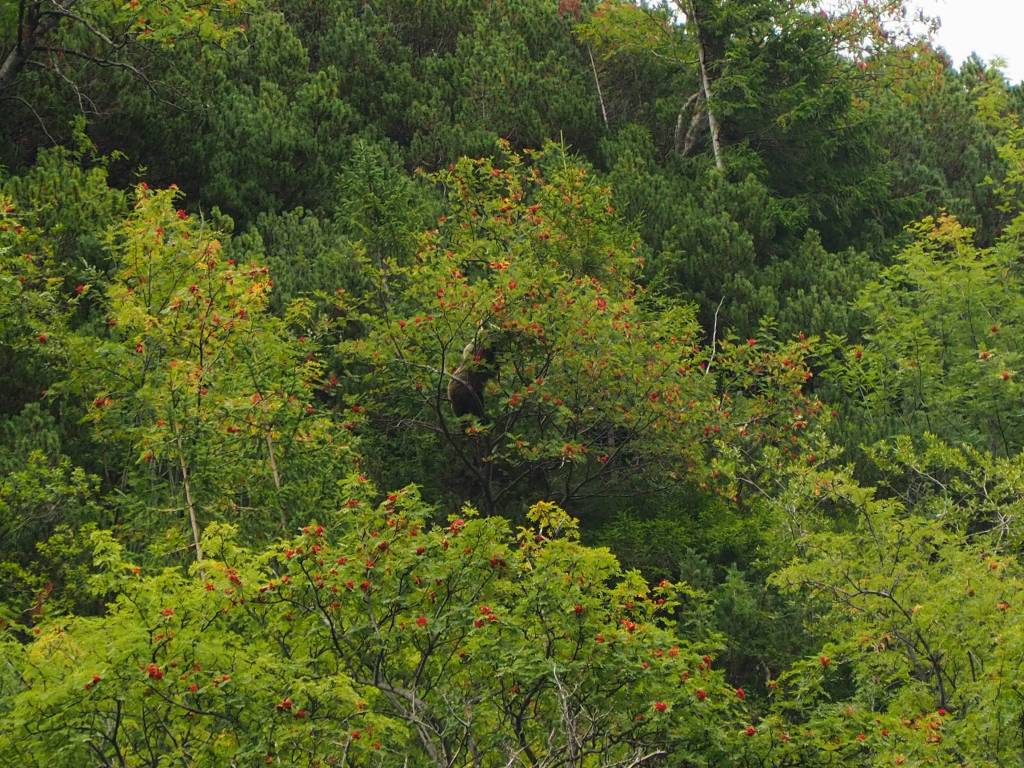 Bear watching Tour in Slovakia