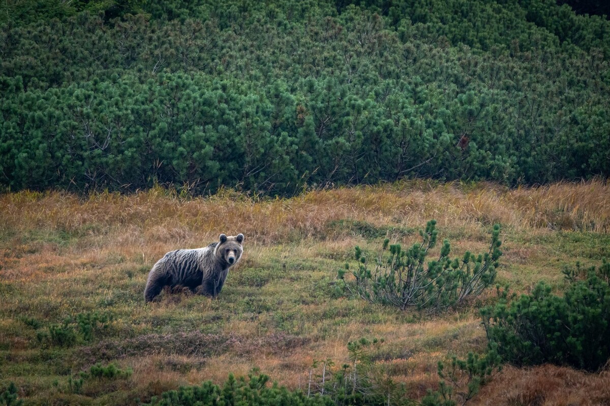 watching brown bear in High Tatras