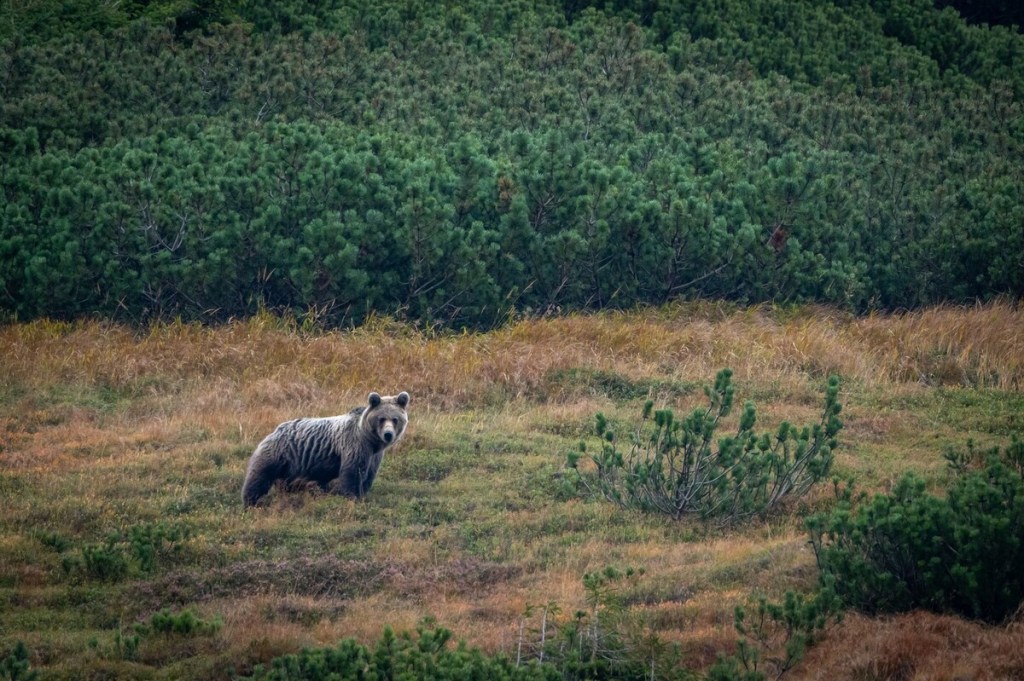 Bear watching Tour in Slovakia