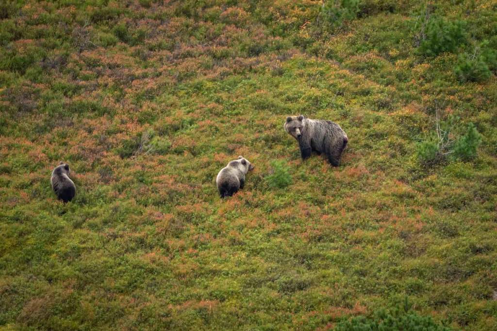 Bear watching Tour in Slovakia
