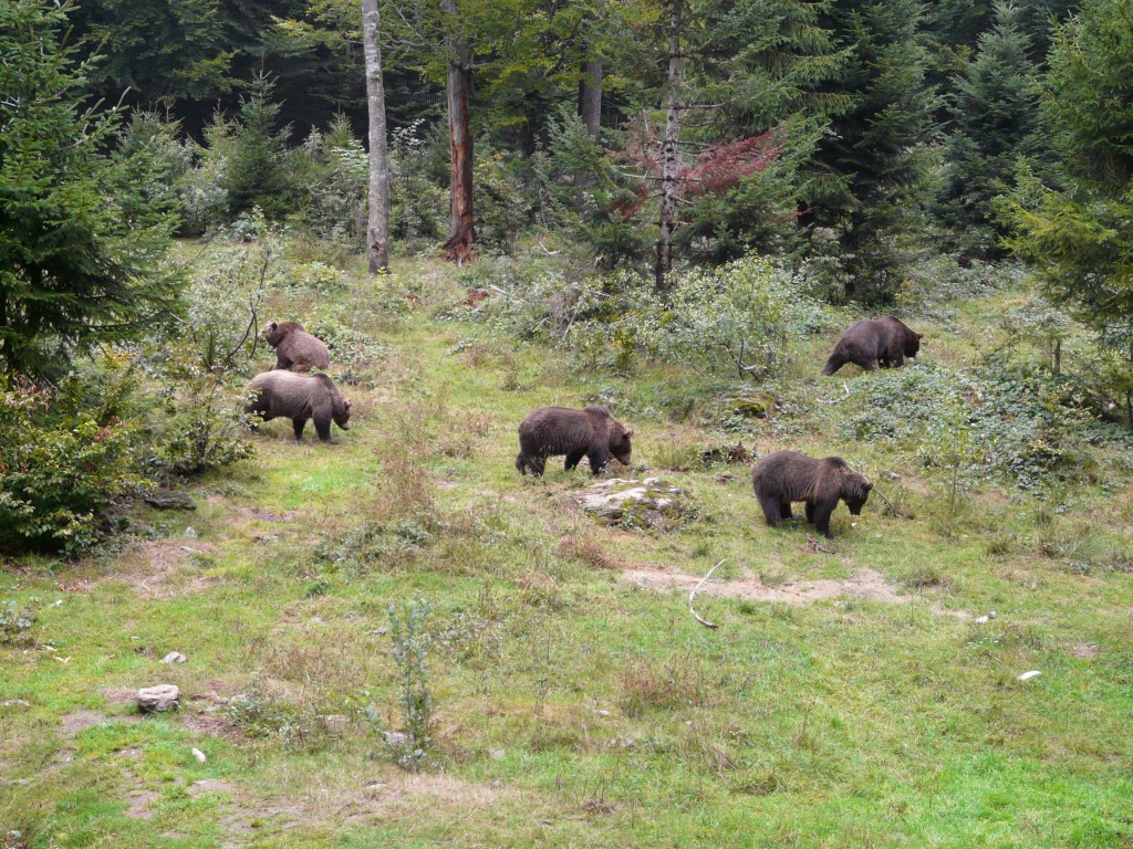 Hiking bear watching Tour in Slovakia