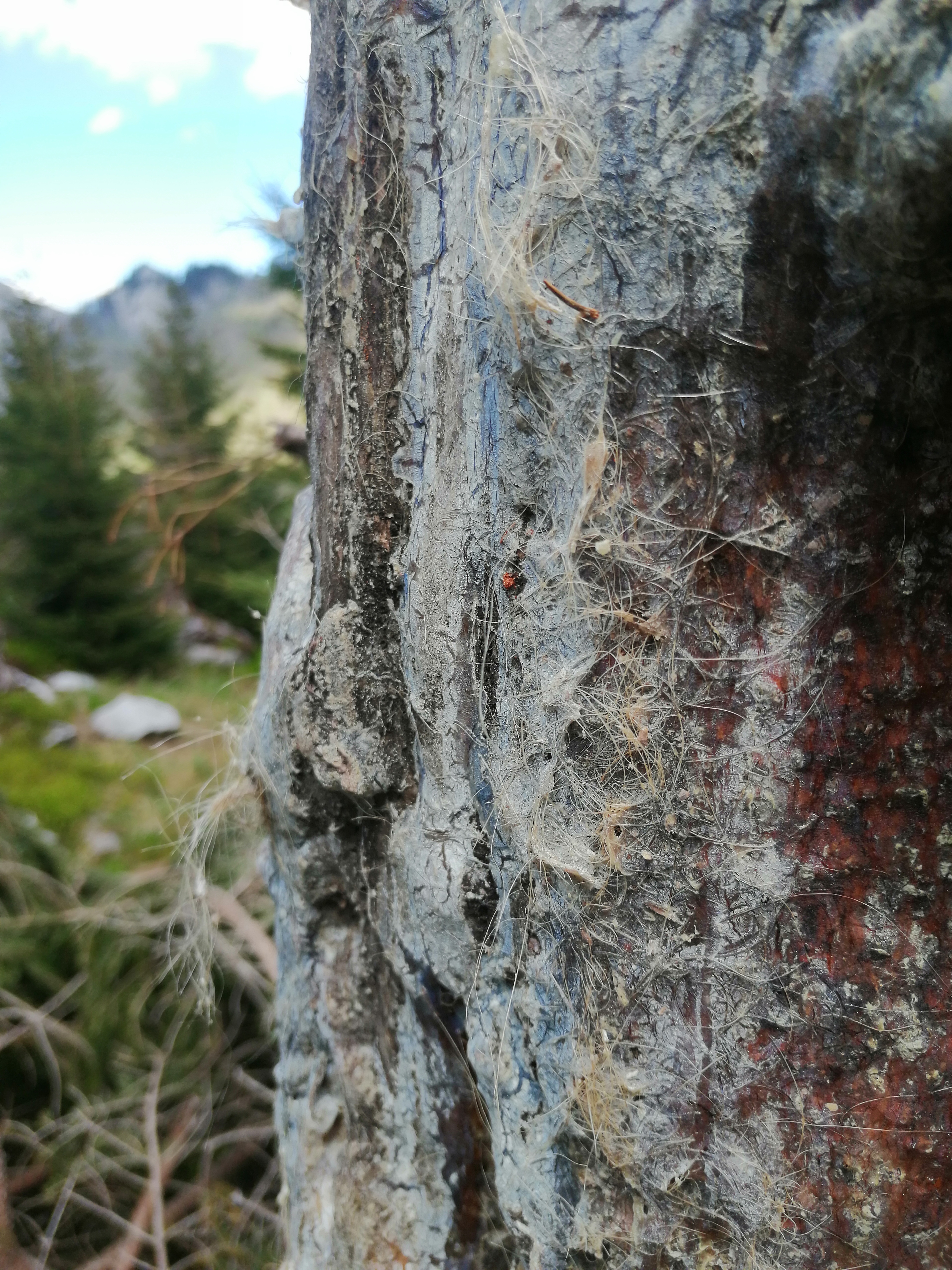 hairs of a bear on a bear tree