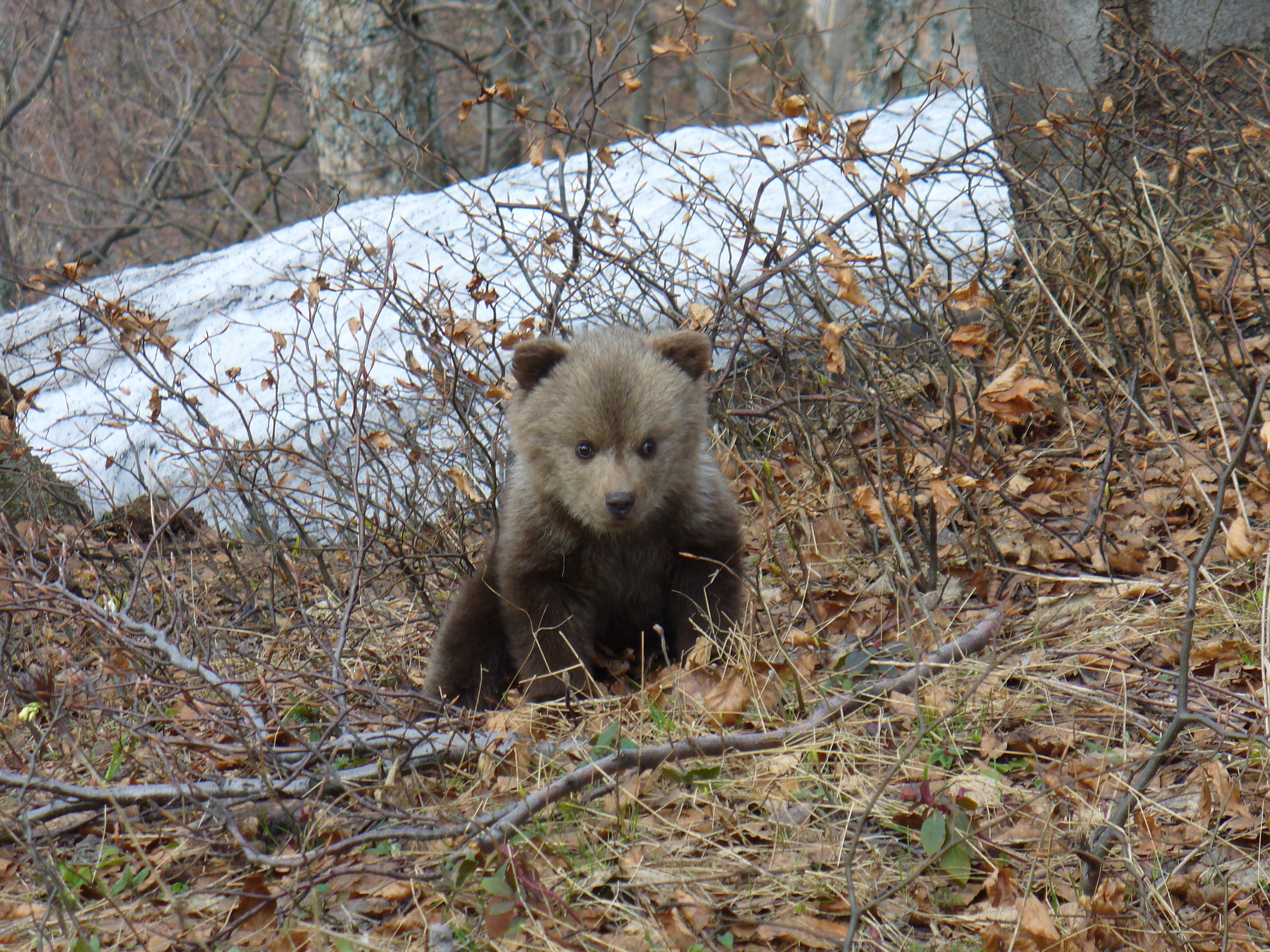small bear in Slovakia