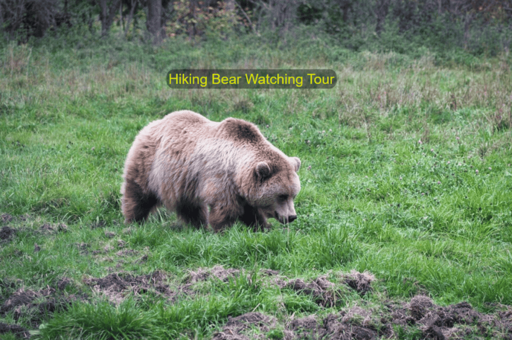 Hiking Bear watching Tour in Slovakia