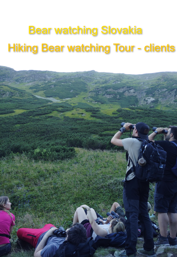 Hiking Bear watching Tour in Slovakia