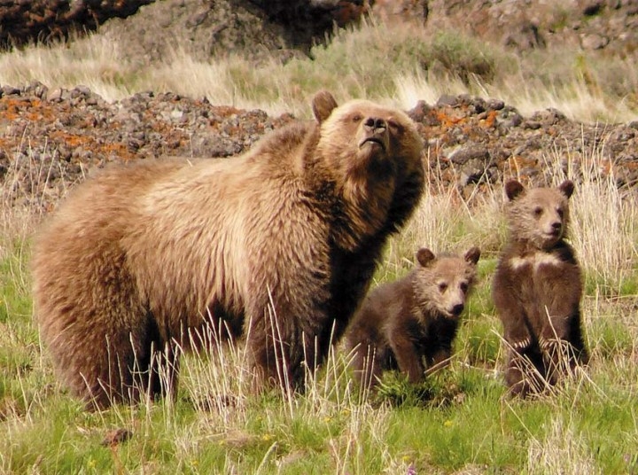 Observación de osos