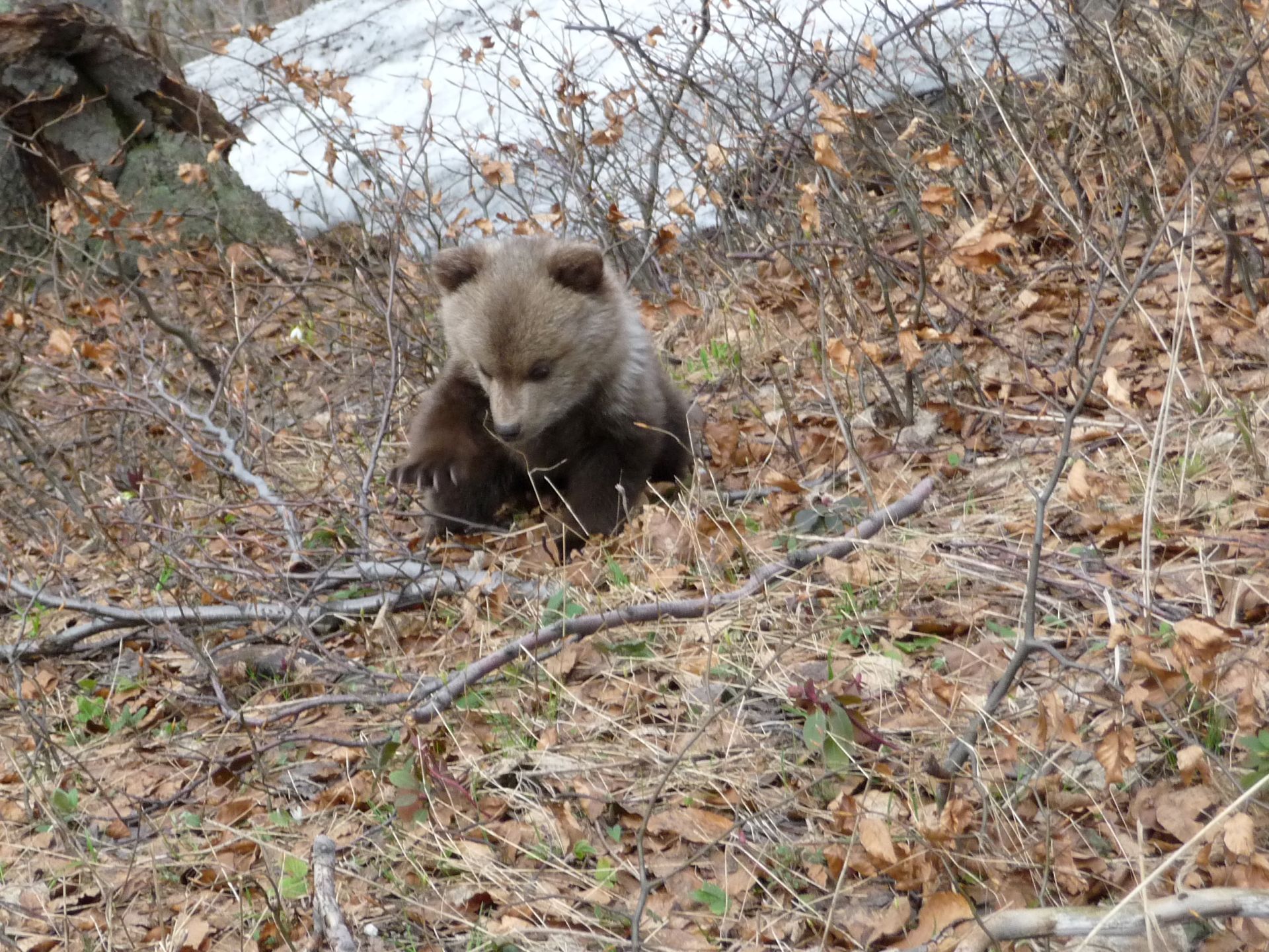 Cycling Bear watching Tour