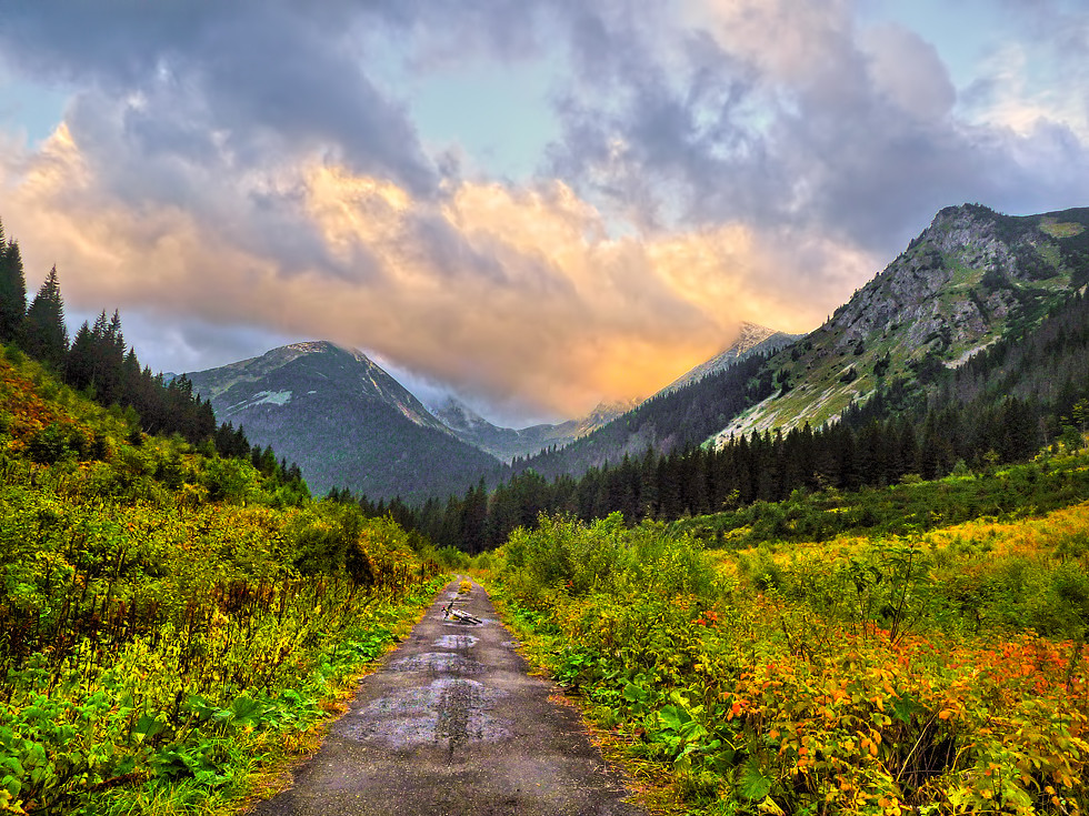 Cycling Bear watching Tour in Slovakia