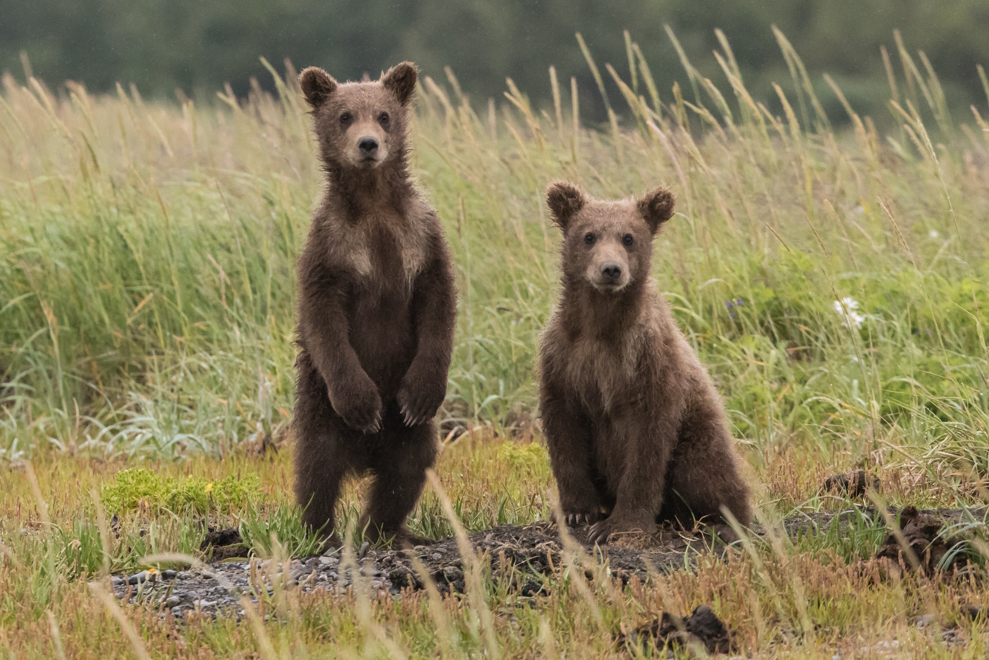 bear cups standing