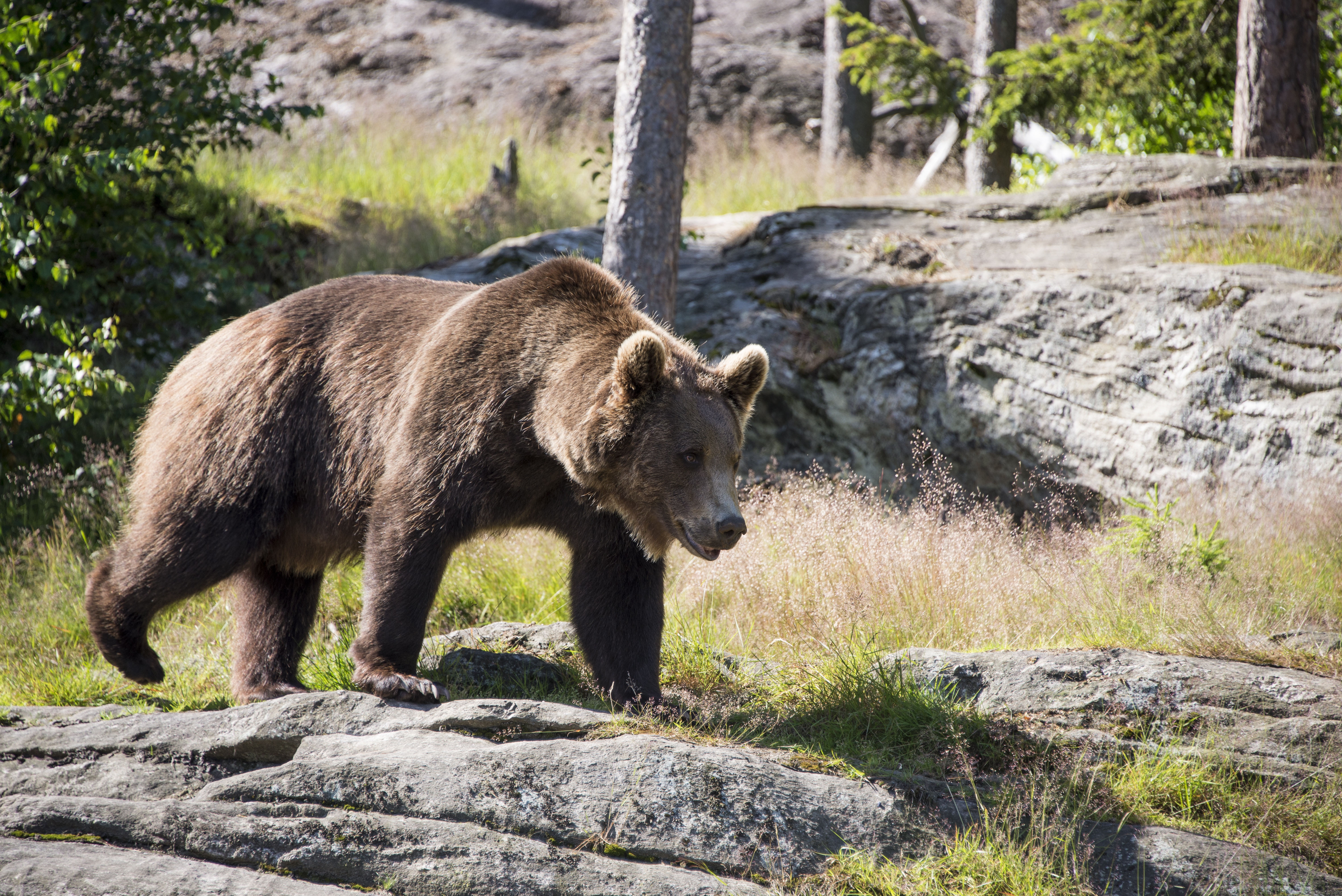 Bear watching Tour in Slovakia