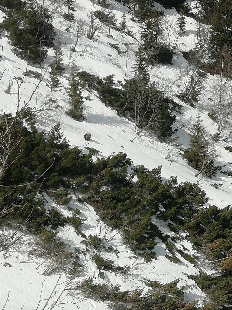 bear in tatras