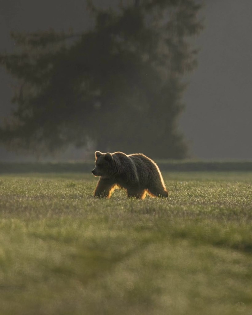 Hiking Bear Watching Tour in Slovakia