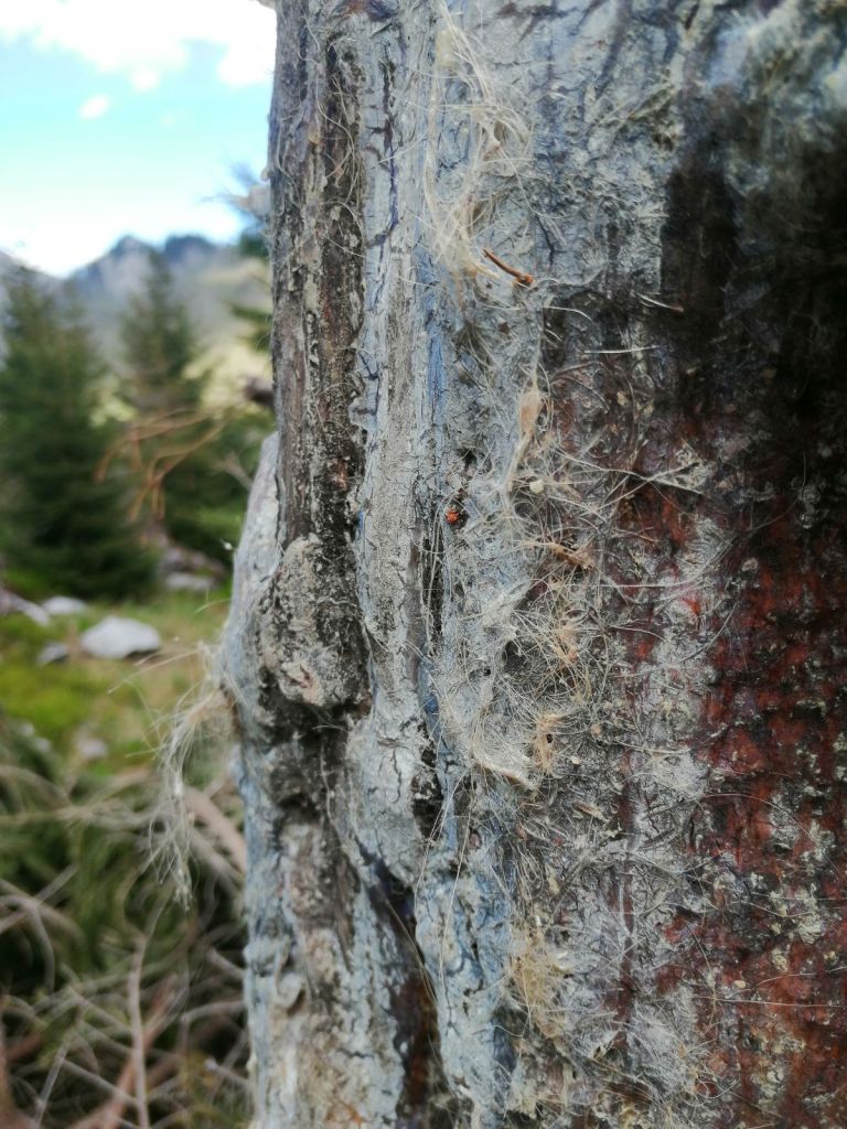 Hiking Bear Watching Tour in Slovakia