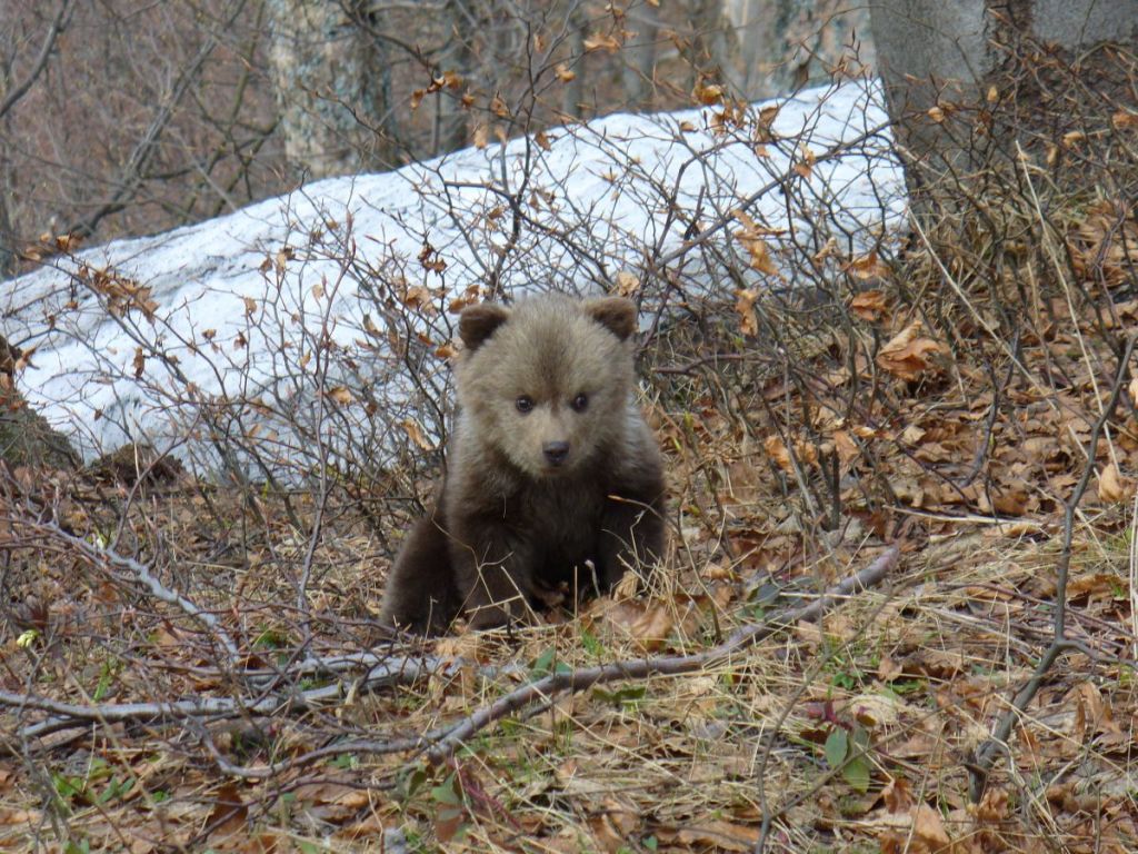 Hiking Bear Watching Tour in Slovakia