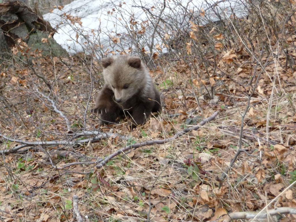 Hiking Bear Watching Tour in Slovakia