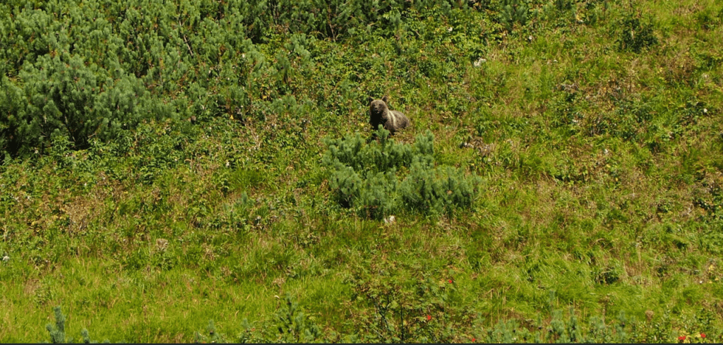 Hiking Bear Watching Tour in Slovakia