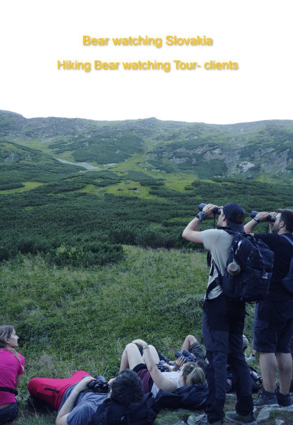 Hiking Bear Watching Tour in Slovakia