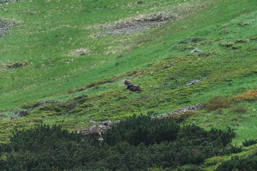 Brown Bear Mating