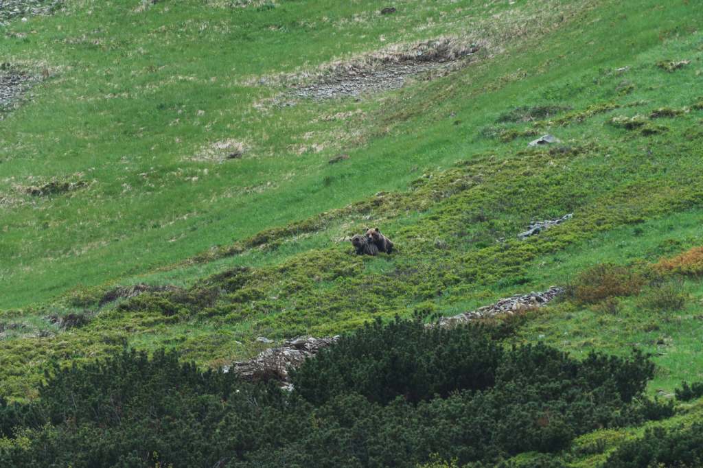 Brown Bear Mating