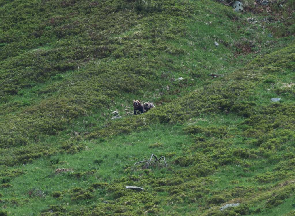 bear mating
