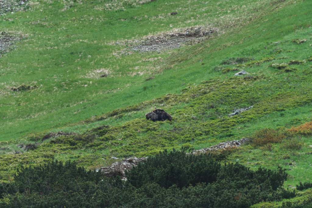 Brown Bear Mating