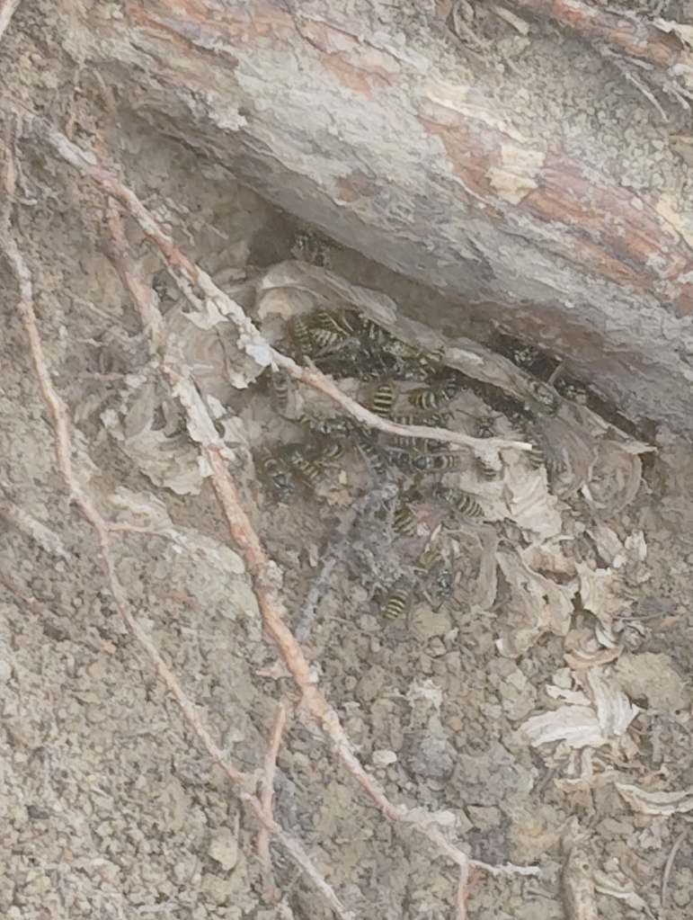 The bear dug up a wasp nest