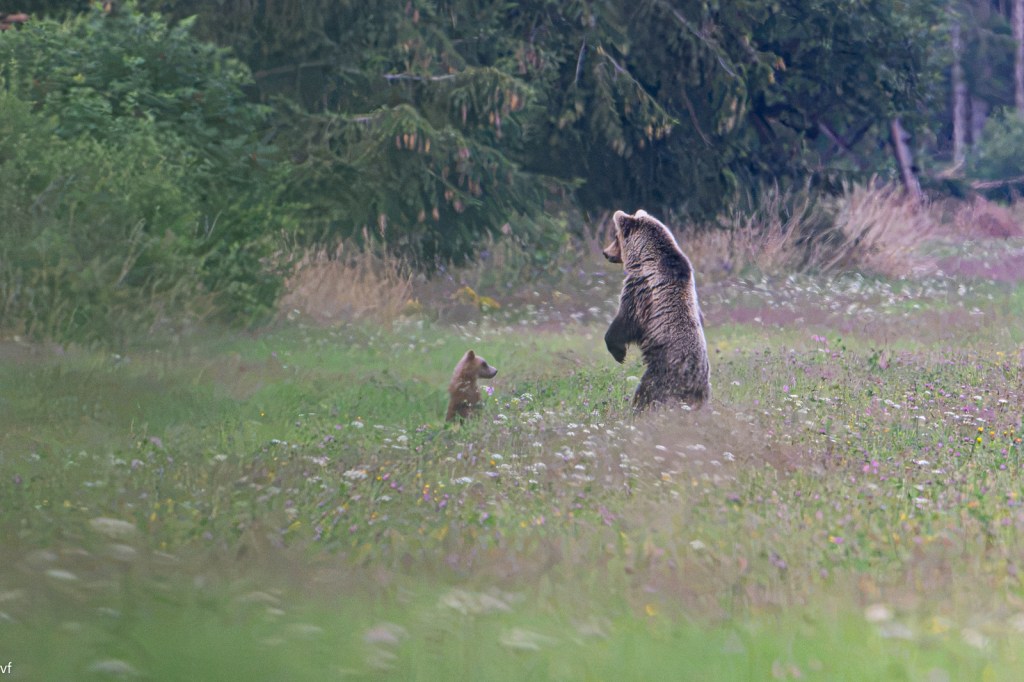bear watching