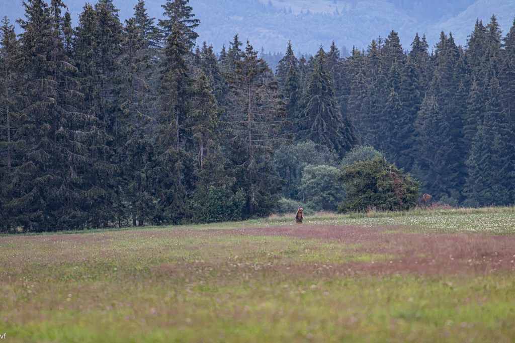 bear watching