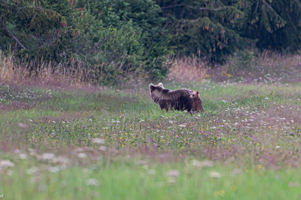 bear watching