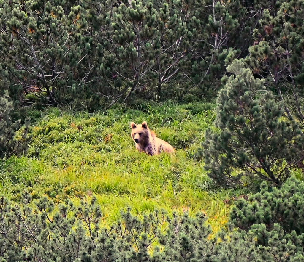 bear watching