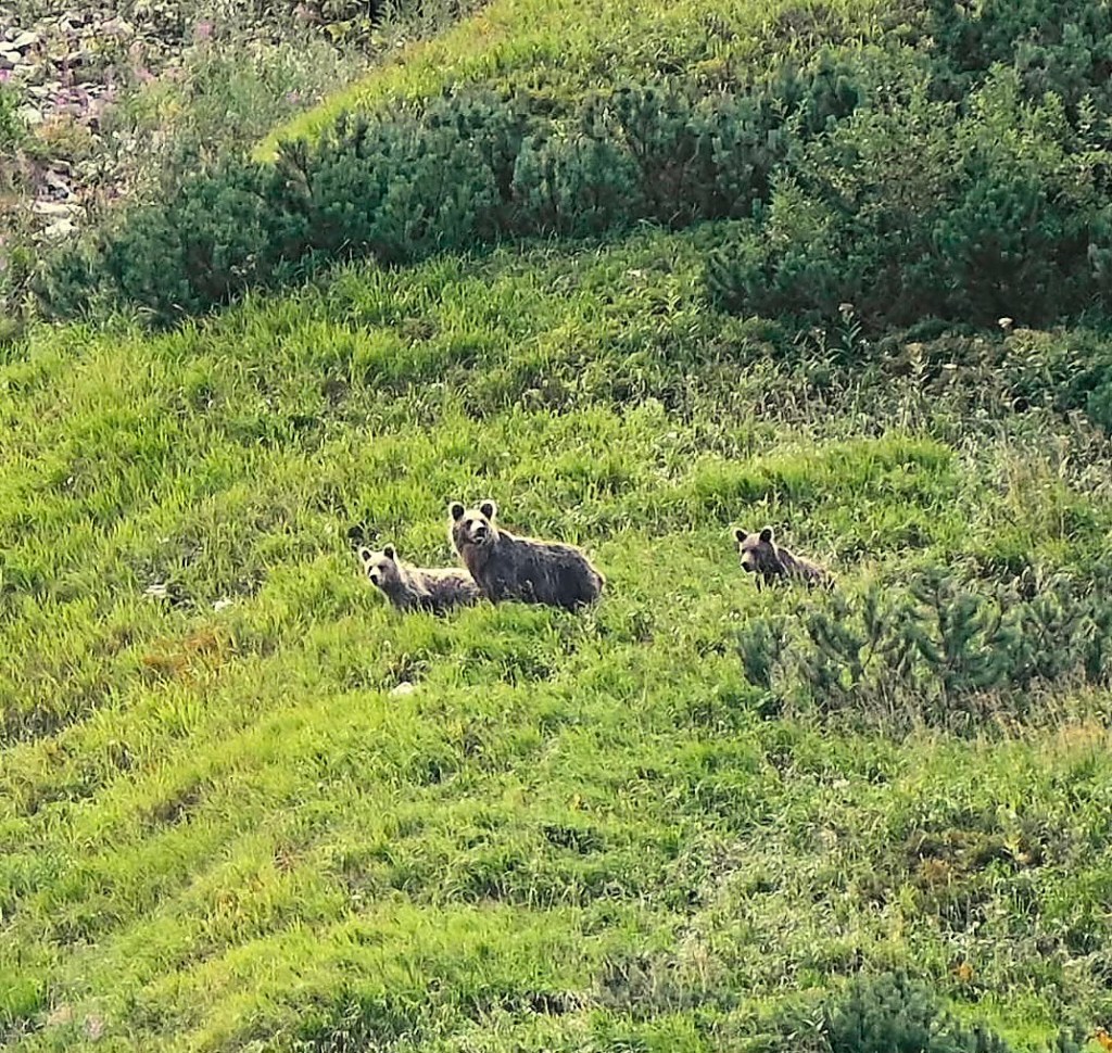 bear watching