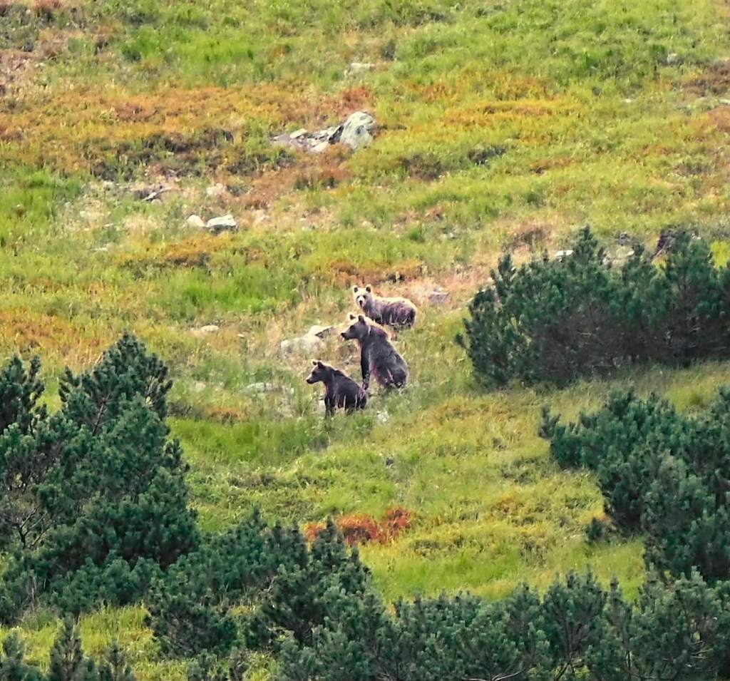 bear watching