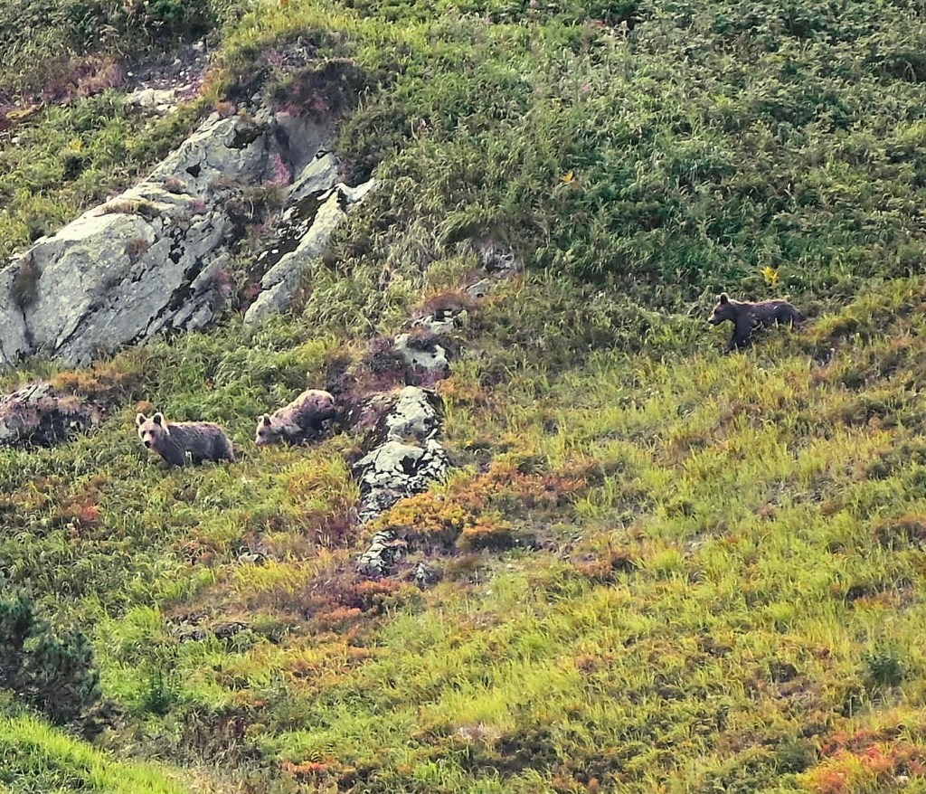 bear watching