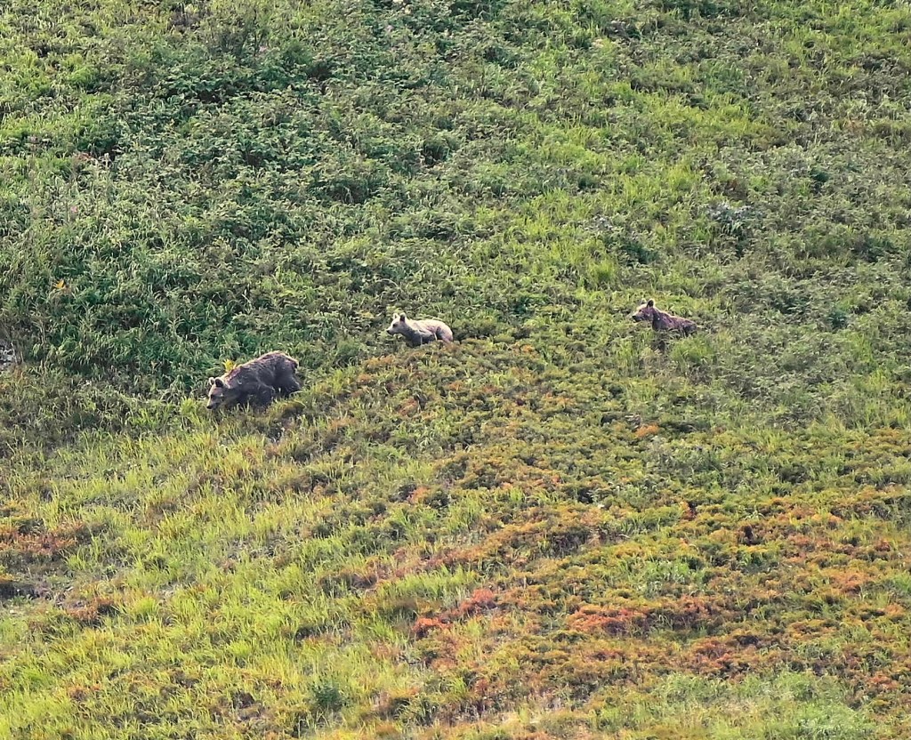bear watching