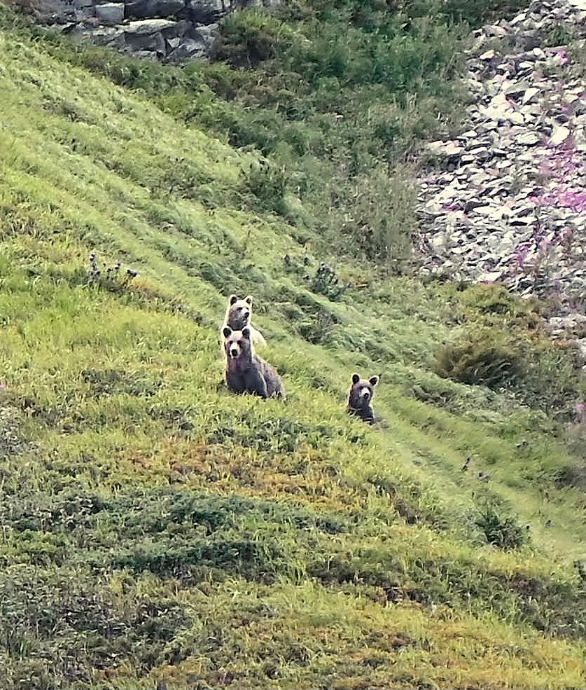 bear watching