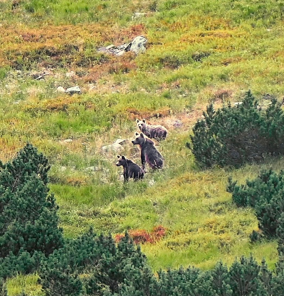 bear watching