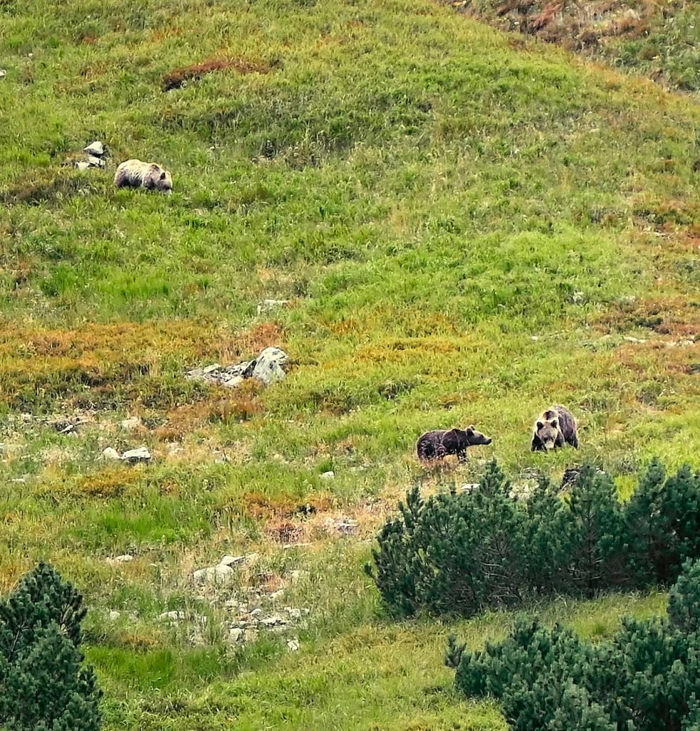 bear watching