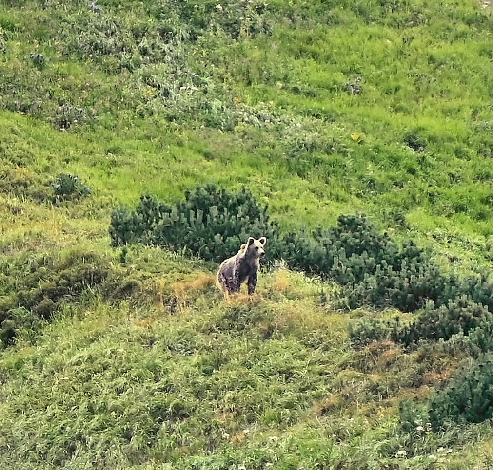 bear watching