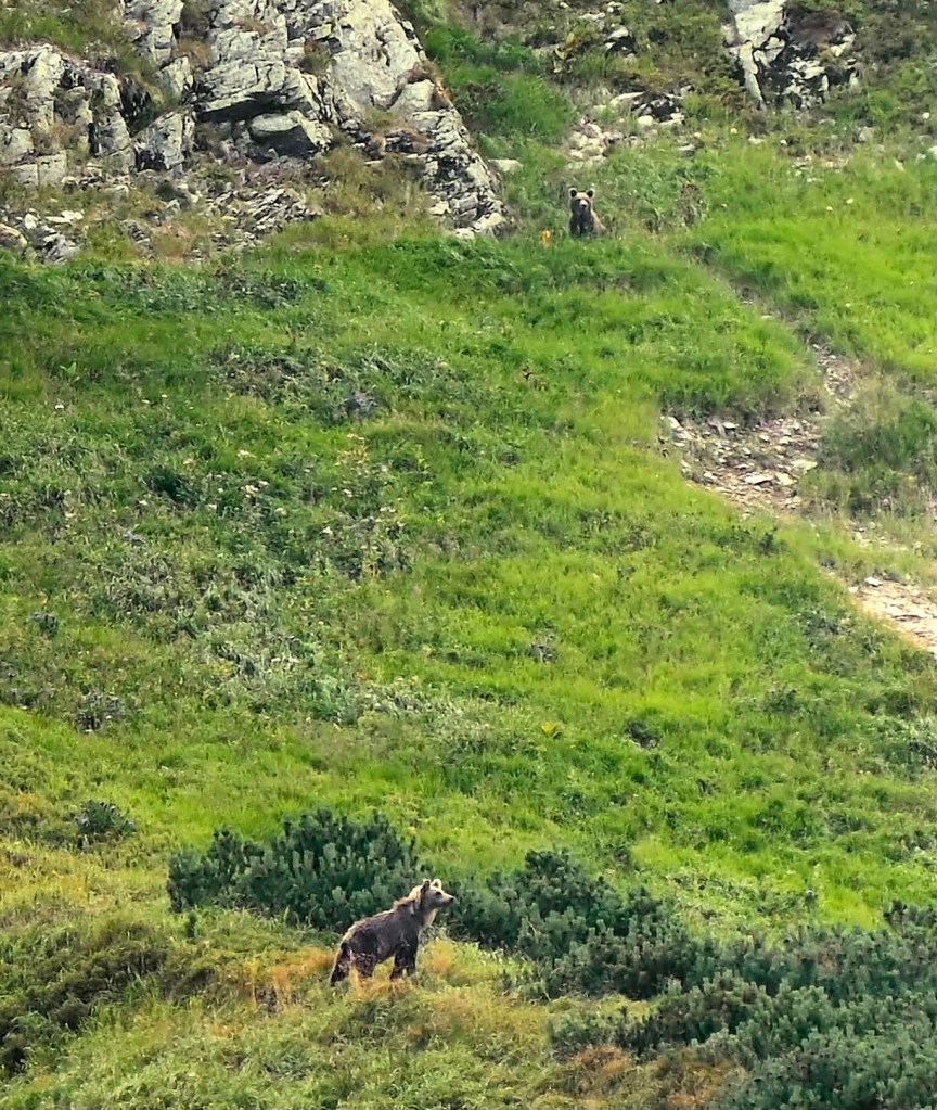 bear watching