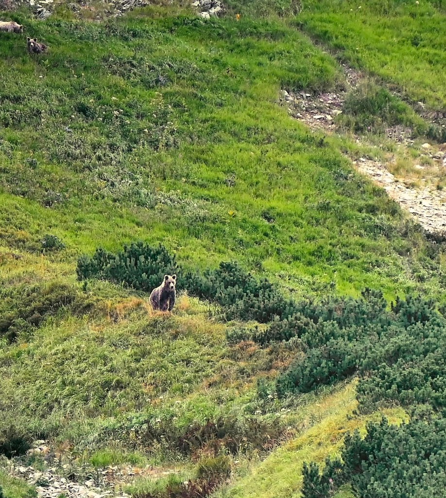 bear watching