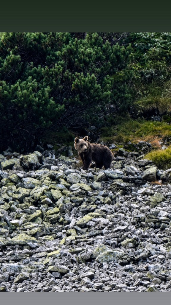 bear watching